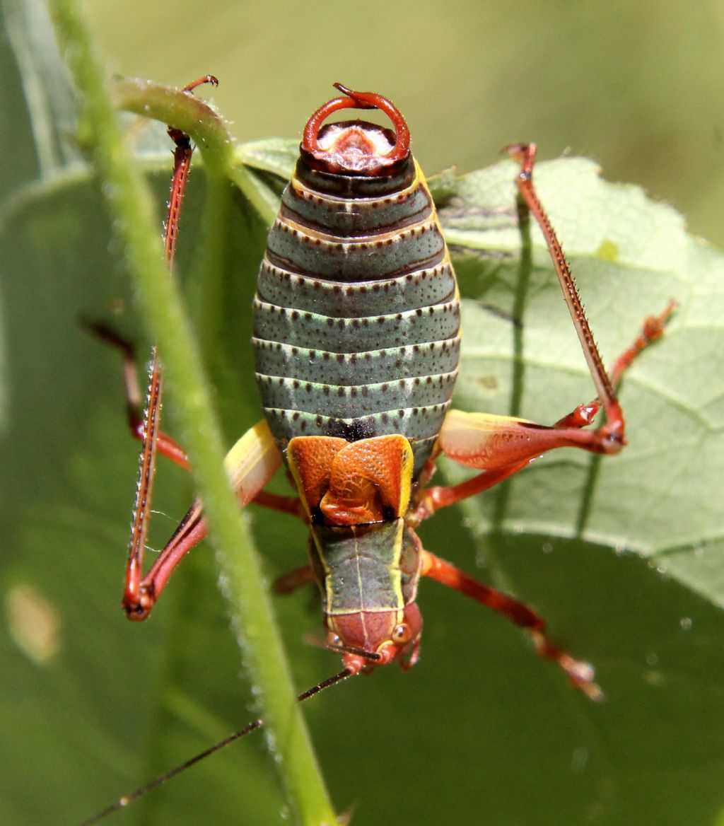 Barbitistes alpinus?